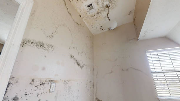 Professional Mold Inspection, Removal & Remediation in Lake Lure, NC